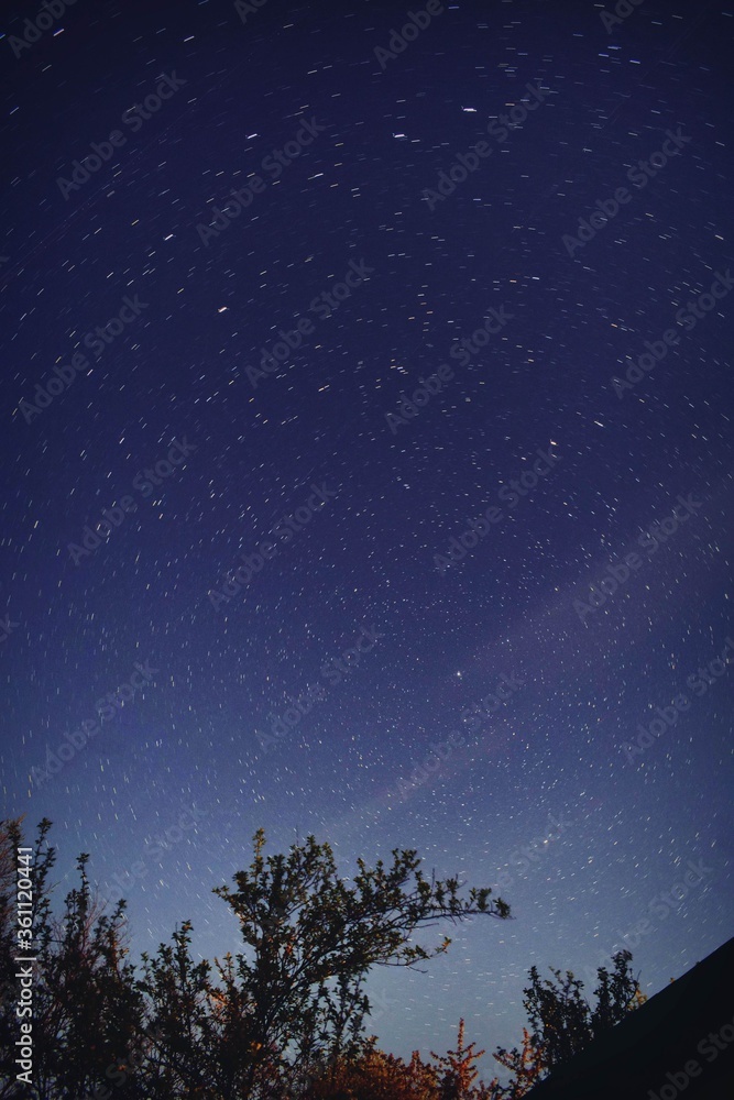 starry night sky. star trails with tree silhouette