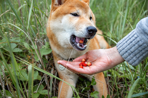Shiba inu puppy in the forest. The dog collects and eats strawberries in the forest.