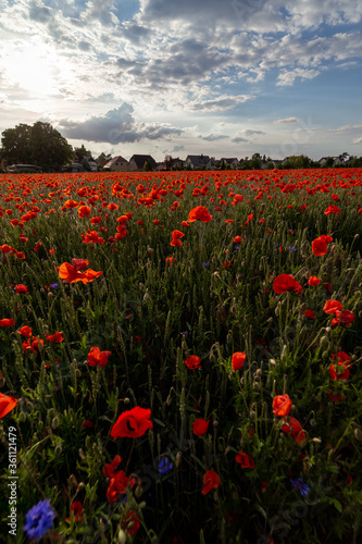 Beautiful flowering field with red poppies. © Sergey Kohl