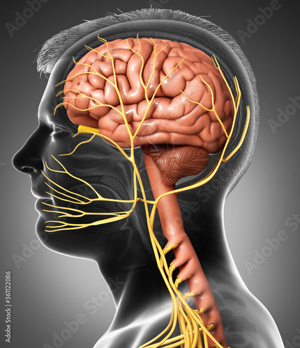 3d rendered medically accurate illustration of a male brain anatomy photo