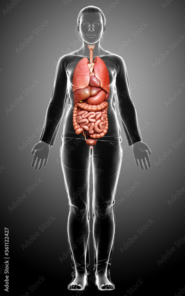 3d rendered medically accurate illustration of female Internal organs 3d rendered medically accurate illustration of female Internal organs
