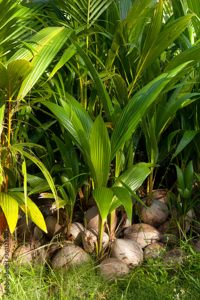 Obraz premium sprouted coconuts