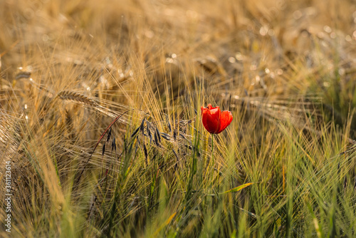 Mohnblume zwischen den Ähren