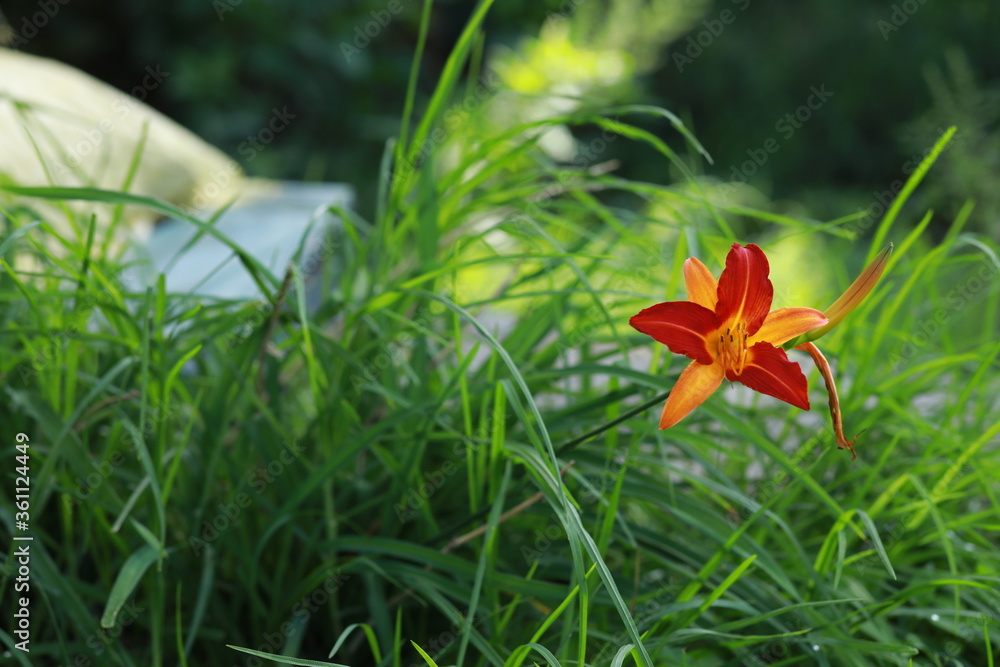 Obraz premium red and orange color lily grown in green plant looks like a oil painting
