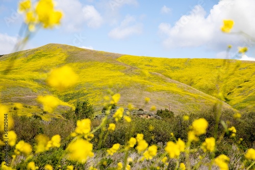 Beautiful view of the flower-covered hills in Central Coast of California, Gaviota, USA photo