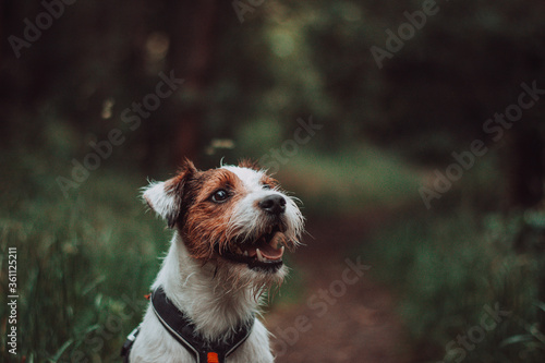 Parson Russell Terrier in Dark Rainy Forest