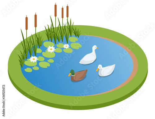 Isometric lake with ducks isolated on wrhite. City park recreational area. Ducks swimming on the lake