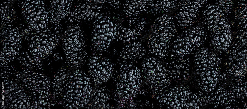 Mulberry background. Fresh Mulberrys top view. Black Berries wide Backdrop Mulberry background. Fresh Mulberrys top view. Black Berries wide Backdrop