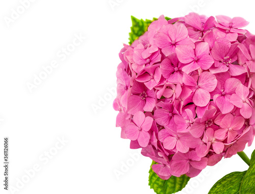 Pink Hortensia flower (Hydrangea macrophylla) with green leaves isolated on a white background. Hortensia close up.