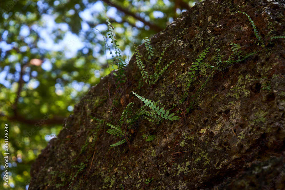 Obraz premium Fern growing from the bark
