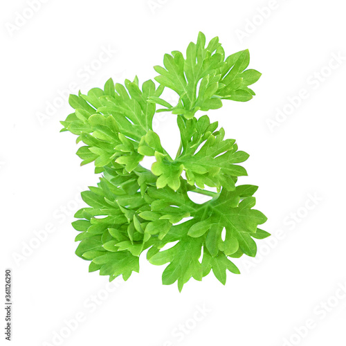 Parsley. Parsley herb leaf isolated on white background. Close up