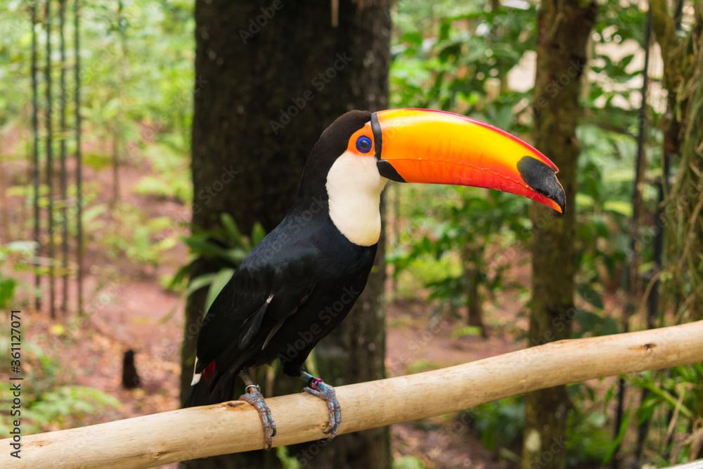 Fototapeta premium Close up of a curious toucan at the Bird Park, popular tourist destination near the Iguazu Falls (Foz do Iguacu, Brazil)