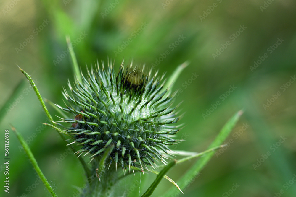 Prickly flower bud of a thistle against a blurred green background with copy space, close up shot, selected focus Prickly flower bud of a thistle against a blurred green background with copy space, close up shot, selected focus