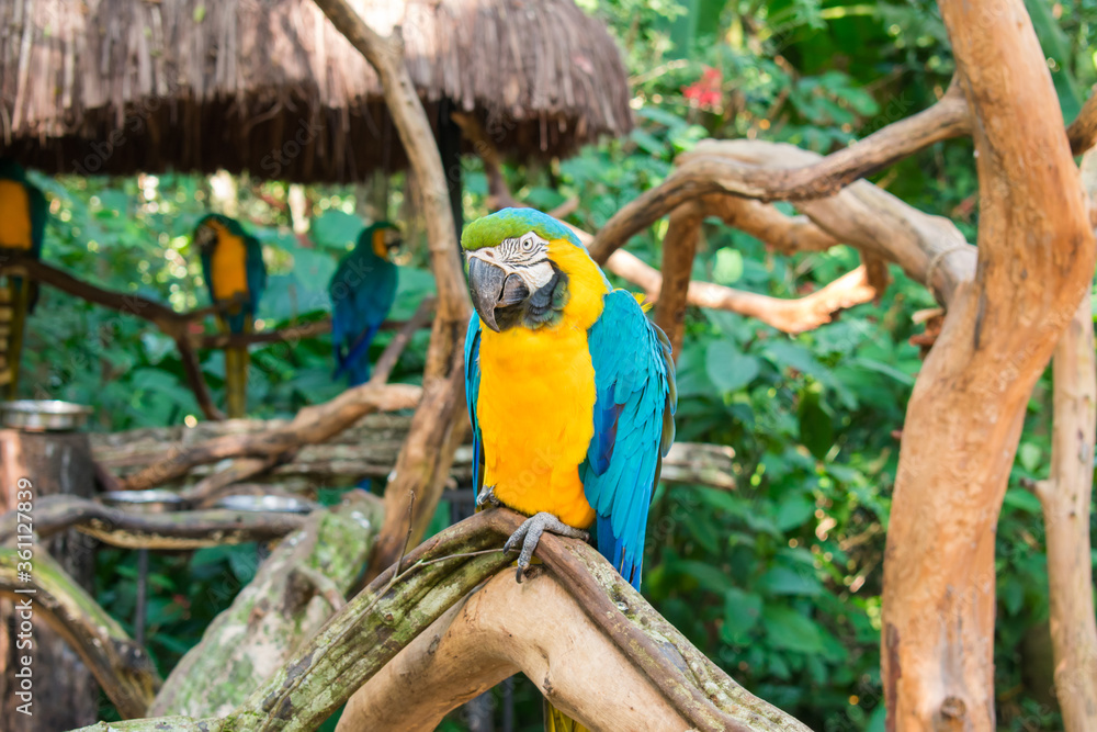 Blue-and-yellow macaw (Ara ararauna) at the Bird Park, popular tourist destination near the Iguazu Falls (Foz do Iguacu, Brazil)