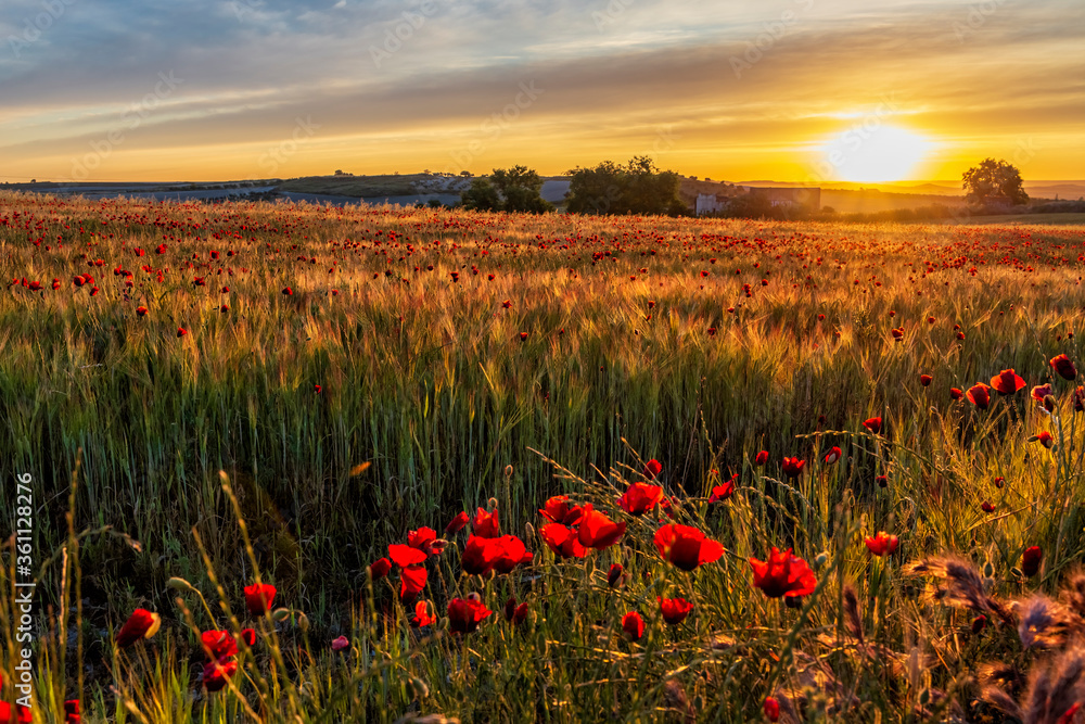 Fototapeta premium Amanecer en un campo de trigo con amapolas en Pinto. Madrid. España. Europa.