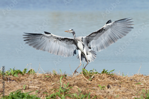 Ardea cinerea, Grey heron, landing in the lagoon