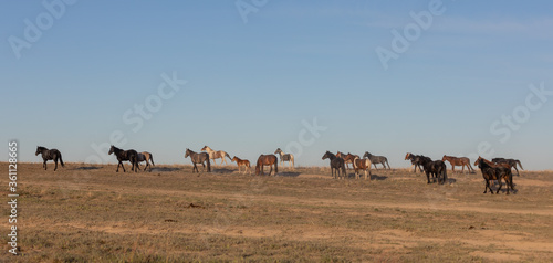 Herd of Wild Horses in the Utah Desert