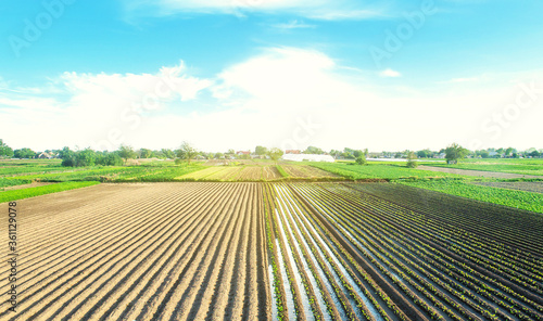 Farm field is planted with agricultural plants. Growing and producing food. Rural countryside. Watering the crop. Agro industry  agribusiness. Farming  european farmland. Traditional irrigation system