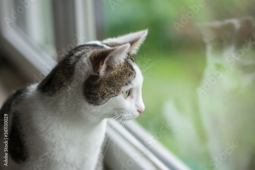 Closeup shot of a European shorthair looking from a window with a blurry background photo