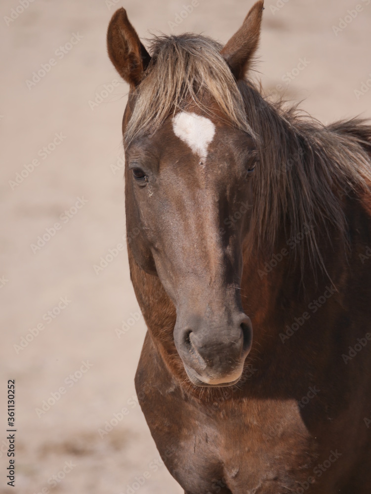 Obraz premium Wildpferd