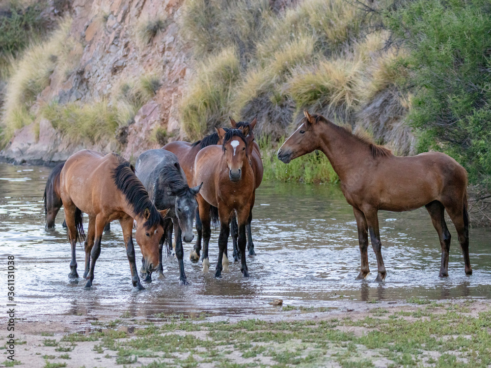 Obraz premium Band of Salt River Wild Horses cooling off in the water