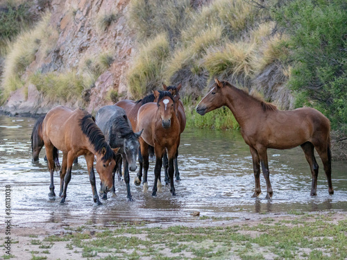 Band of Salt River Wild Horses cooling off in the water © feeferlump
