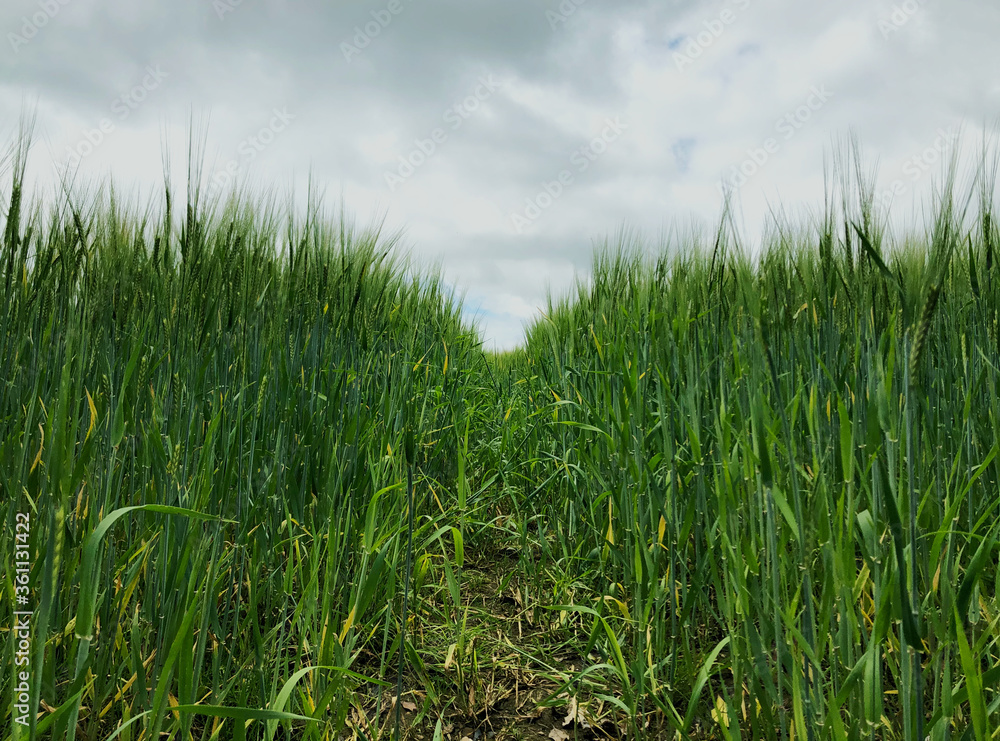 path into green crops of a field 