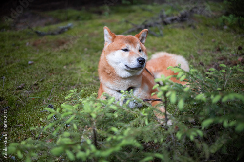 Shiba inu puppy in the forest.