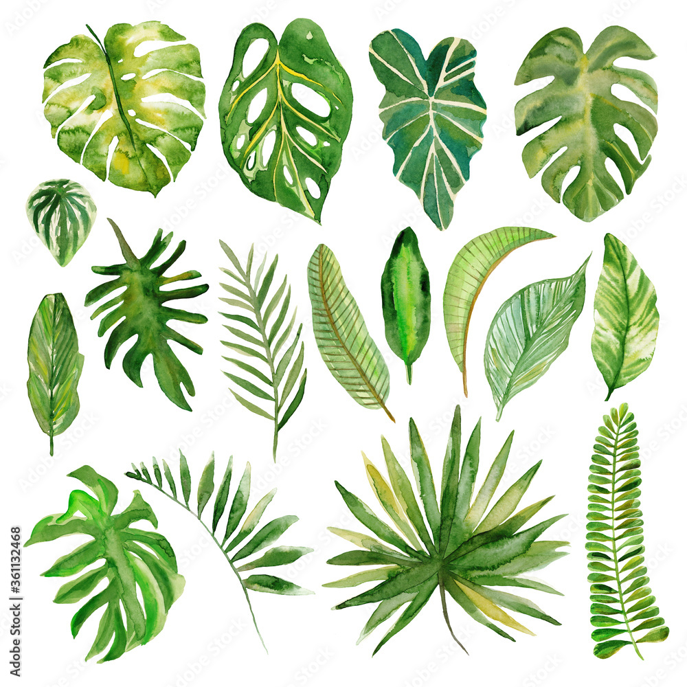 Set of watercolor tropical plants leaves. 