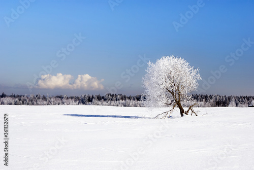 Lonely winter tree on a beautiful winter card