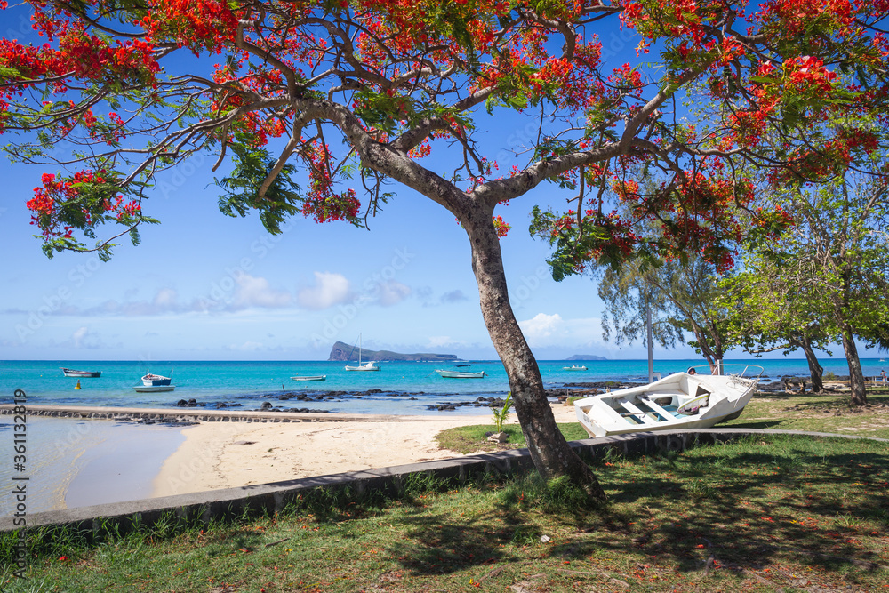 Cap Malheureux,view with turquoise sea and traditional flamboyant red tree,Mauritius island