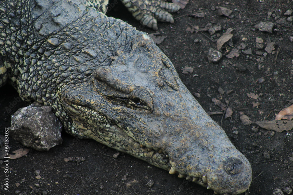 Fototapeta premium Crocodile Close Up Shot, Taking In the Sunlight