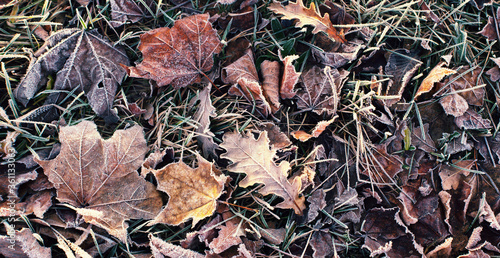 background with autumnal frozen leaves