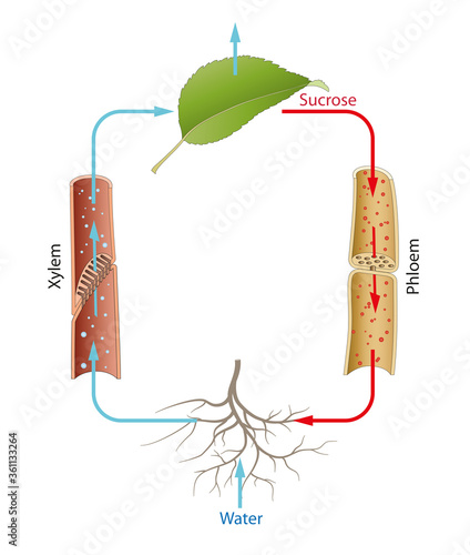 Foto Metabolism and transport in plants. Transpiration