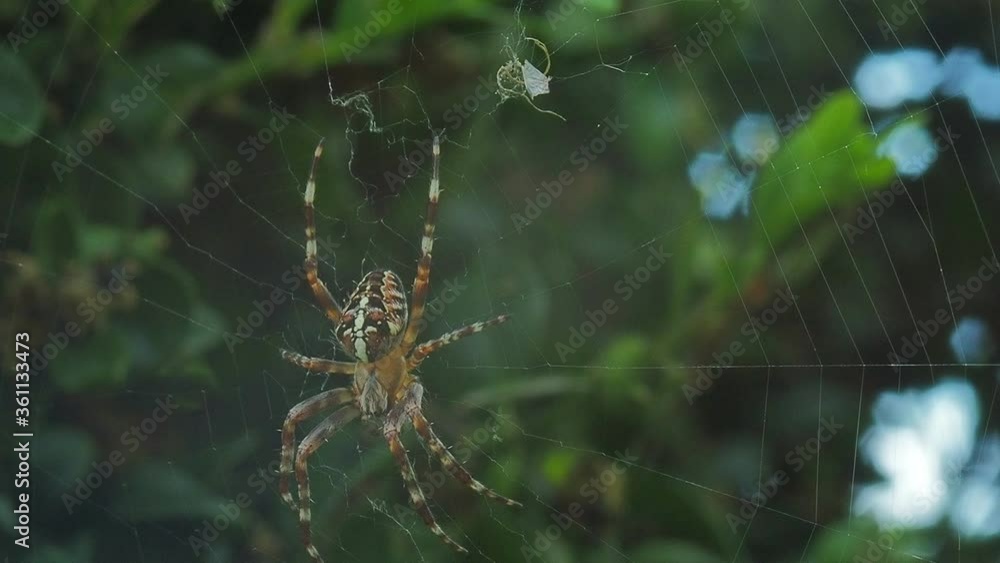 A close up of a spider. High quality footage. Macro A close up of a spider. High quality footage. Macro