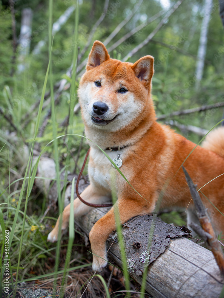 Shiba inu puppy in the forest.