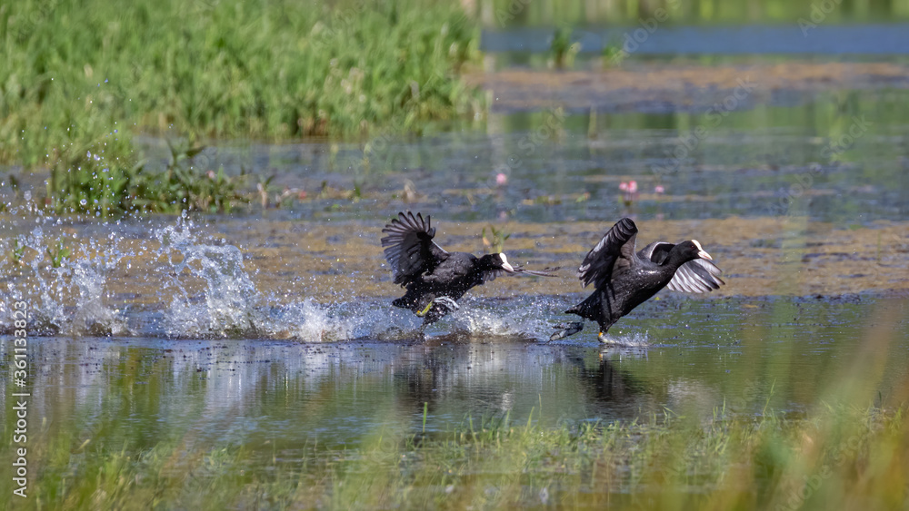 Coots (fulica atra) running across water and chasing each other Coots (fulica atra) running across water and chasing each other