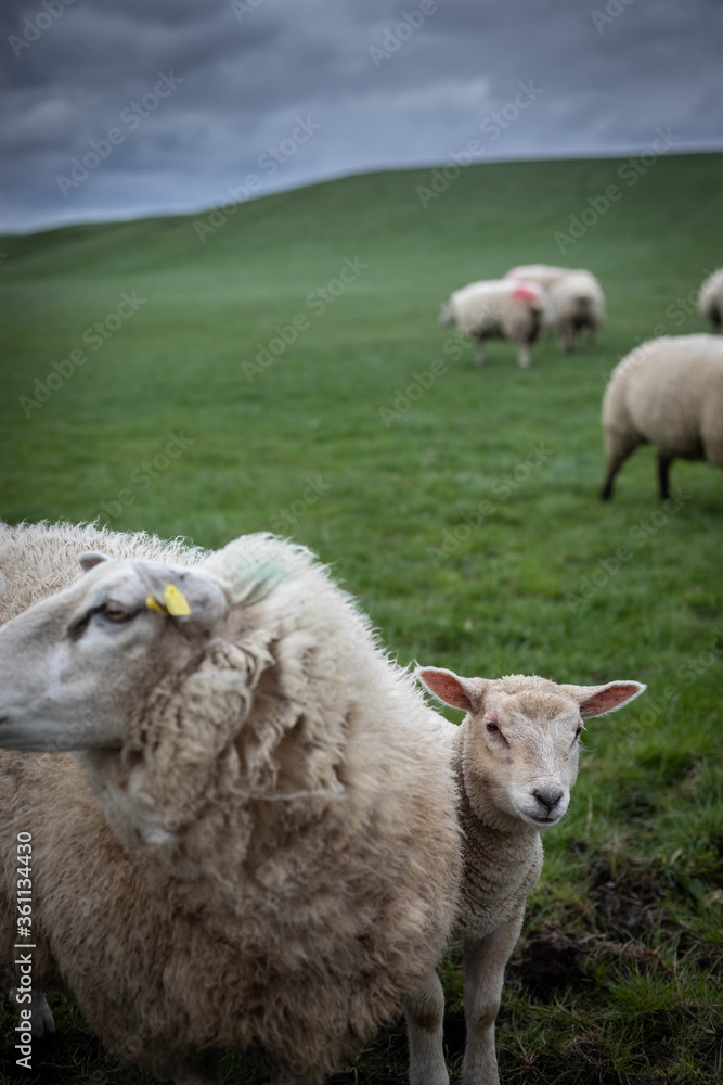 Obraz premium Close up shot of sheep (ewe) and little lamb looking at the camera from behind the sheep on beautiful green grass mountain meadow in Ireland with a flock of sheep in the background