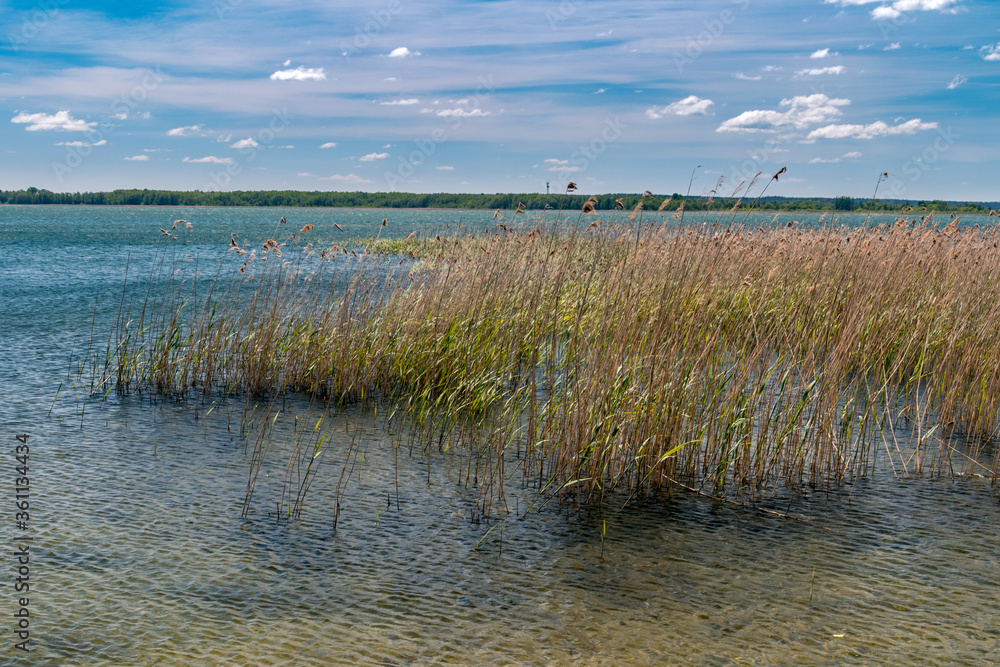 Grass in the Sniardwy lake, Poland.