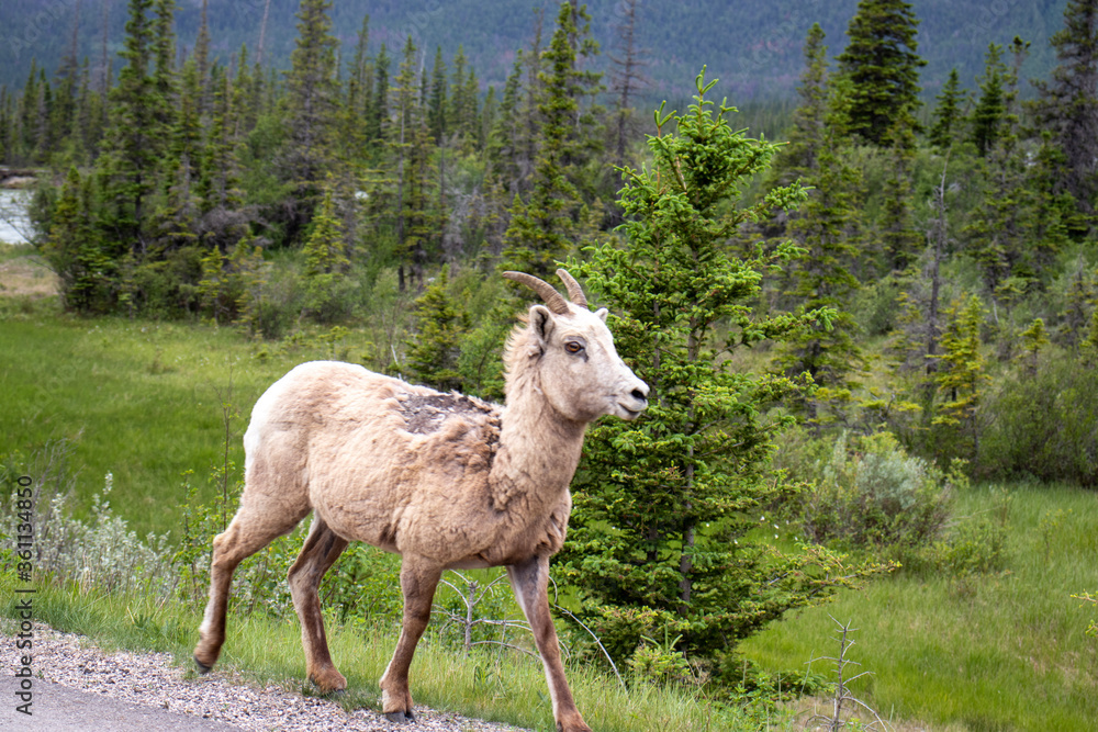 Obraz premium Bighorn Sheep on the road at Banff National Park