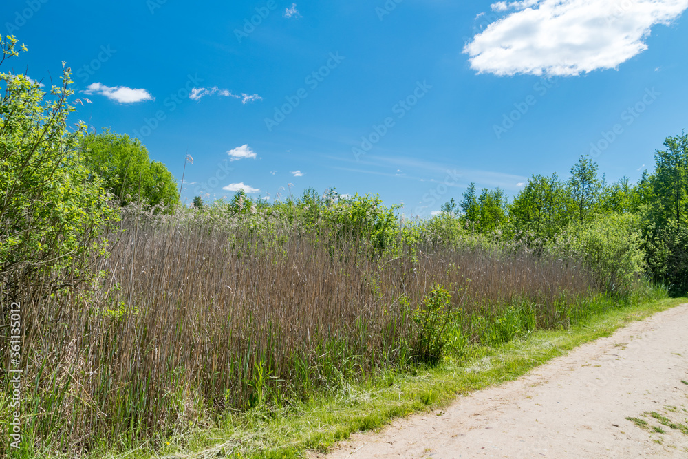 Obraz premium Common reed near the lake in Poland.