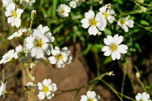 Pretty small white flowers. White flower snow in summer trailing Cerastium tomentosum Alpine perennial mouse ears. Blooming. Snow in summer cerastium tomentosum  white flower with light green leave.