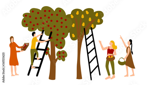 Autumn time in the garden. picking berries from trees. Group of people picking pears and apples from tall trees using stairs.