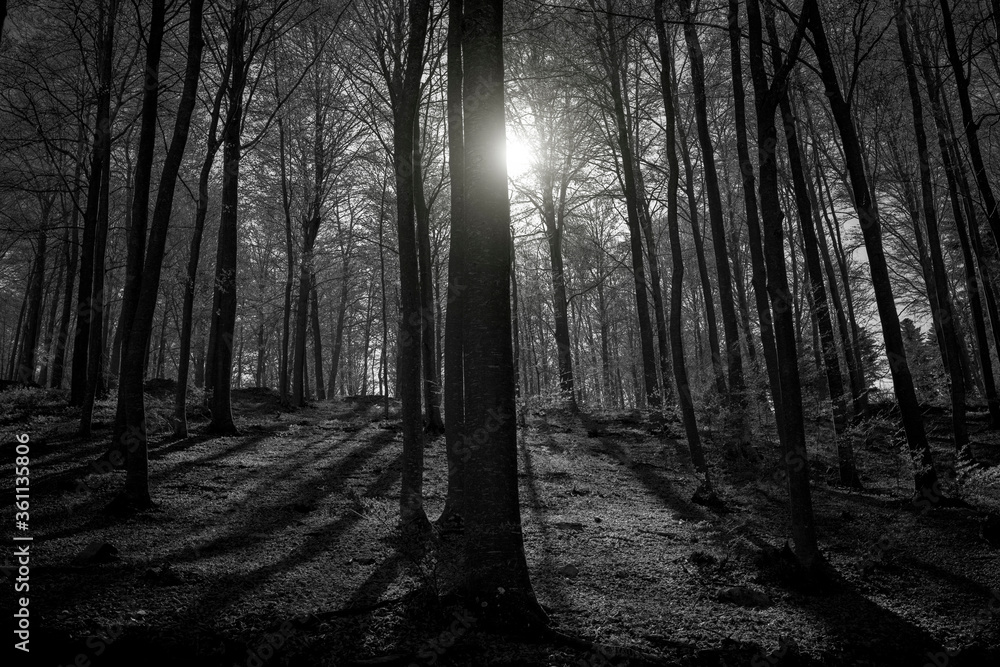 Naklejka premium @moitorne