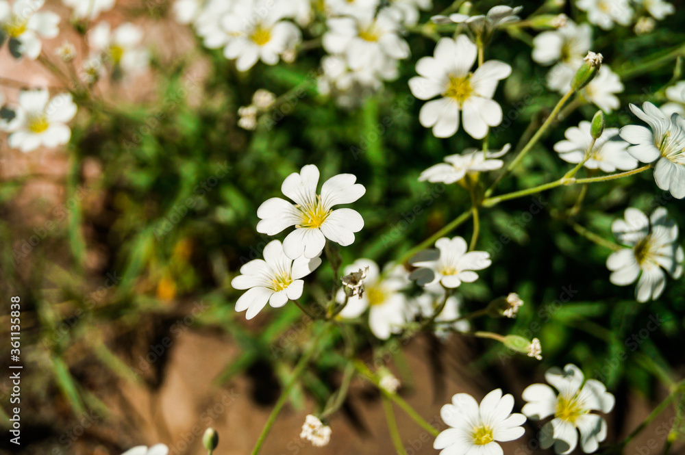 Pretty small white flowers. White flower snow in summer trailing Cerastium tomentosum Alpine perennial mouse ears. Blooming. Snow in summer cerastium tomentosum, white flower with light green leave.