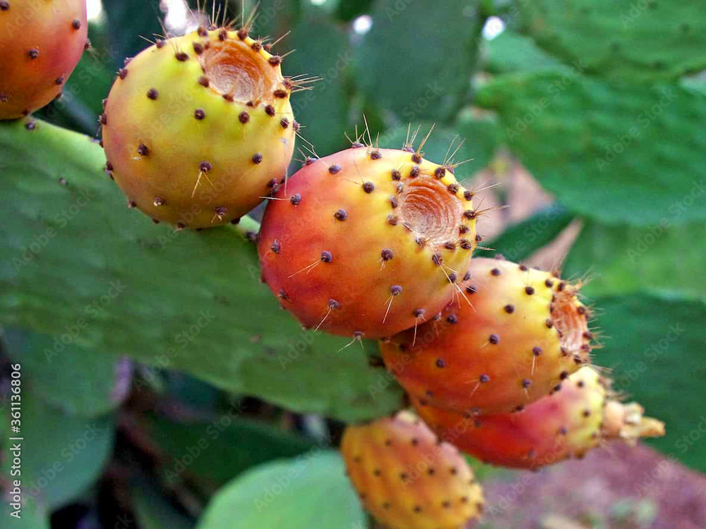 Maroc, figues de barbarie Maroc, figues de barbarie