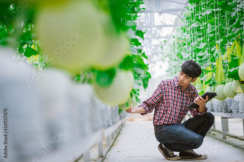 The farmer is checking the quality of the melon at the melon farm in a plastic house