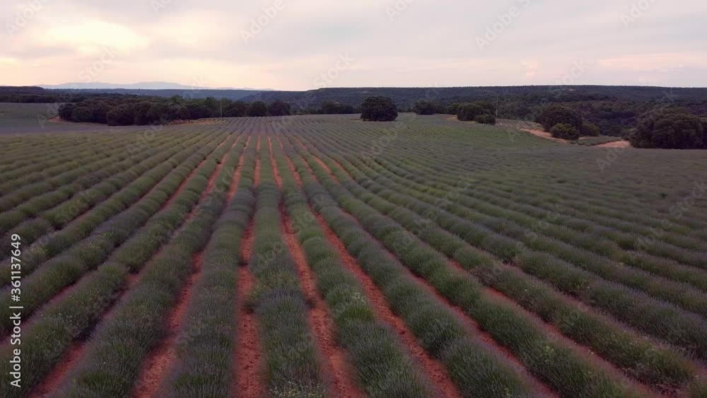 Lavender fields. Summer sunset landscape in Brihuega, Guadalajara, Spain. Lavender fields. Summer sunset landscape in Brihuega, Guadalajara, Spain.