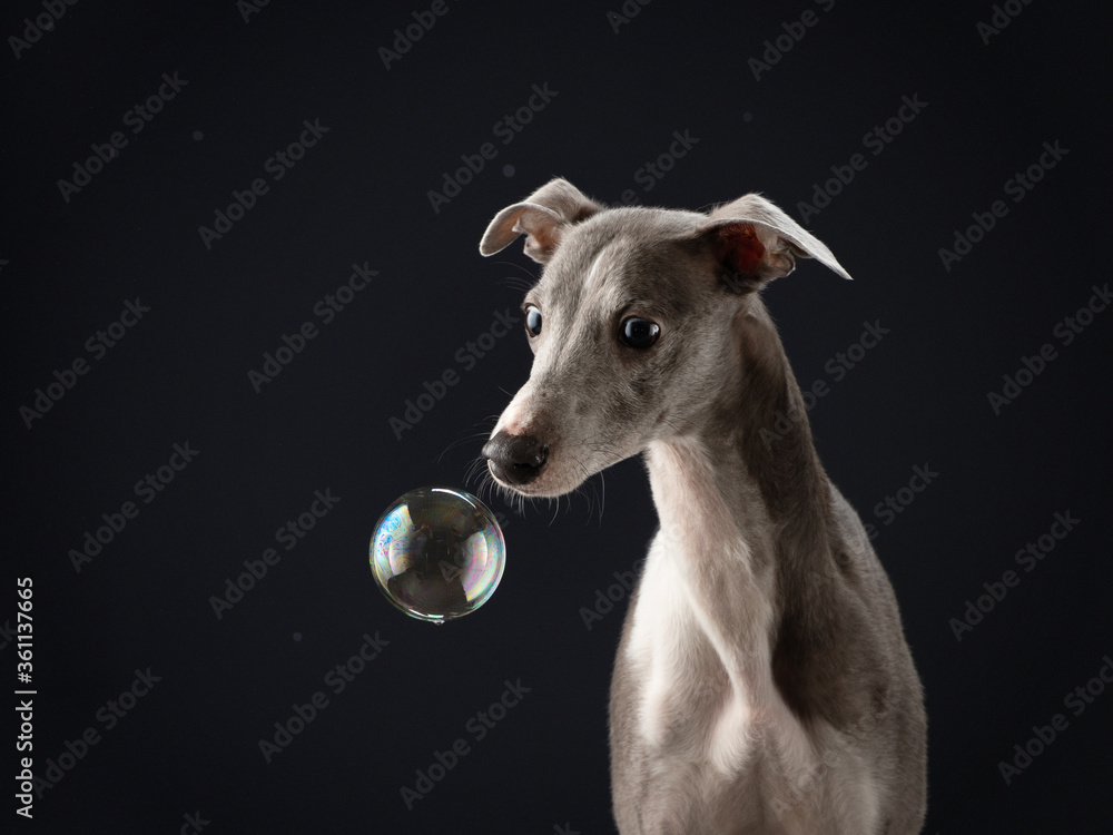 dog with soap bubbles on a black background. Funny whippet in the studio. Beautiful light dog with soap bubbles on a black background. Funny whippet in the studio. Beautiful light