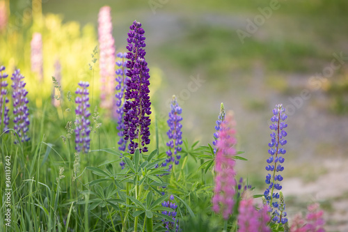 Lupine field of pink  white  lilac and blue flowers. Lupins bloom in the meadow. Bouquet of colorful lupins